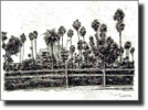 L.A. Beverly Hills 2003